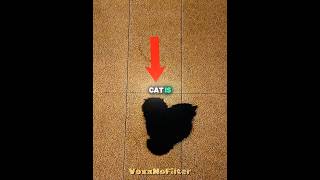 This Black Cat Looks Like A Shadow Outside