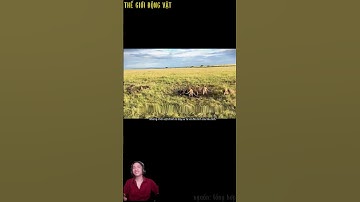 Sư tử và đàn linh cẩu liều lĩnh,cảnh tượng hiếm có. #shortvideo #shorts  #thegioidongvat.