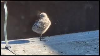 Seagull chicks have fallen from their nest. Poor babies!