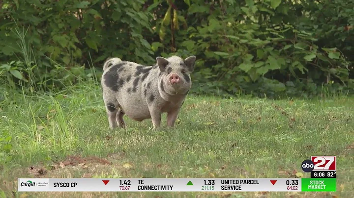 Stray pig frequents Manor Township golf course
