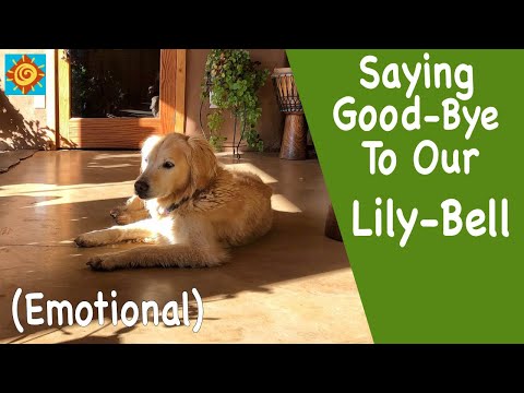 Saying GOOD-BYE to our LILY-BELL (Emotional) | EP 6 Summer in our OFF GRID SELF-SUSTAINING HOME