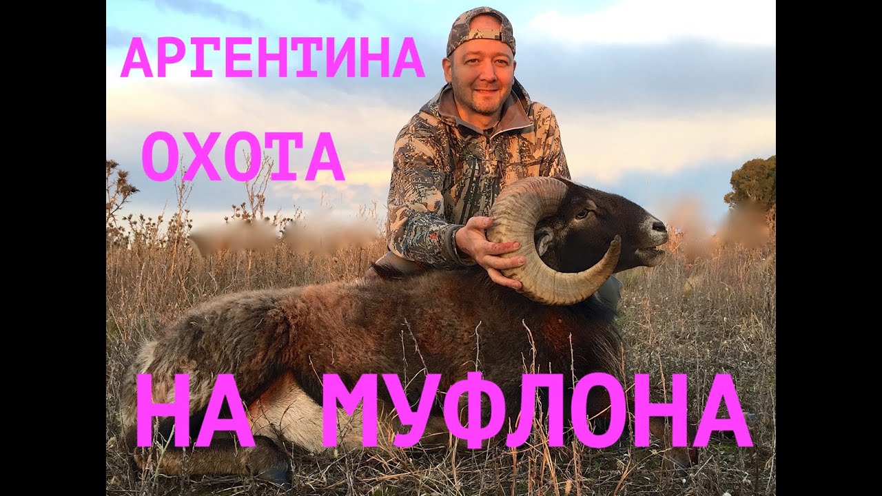 Охота на муфлона в Аргентине. Moufflon hunting in Argentina Орсис 300WSM