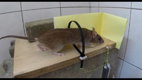 Cara membuat perangkap tikus sederhana