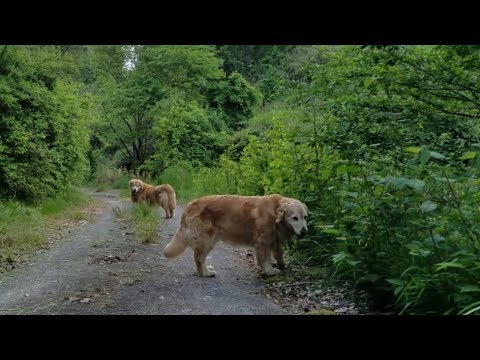 癒し動画 うさぎ コハクとイブキを連れて山を歩くと気分が落ち着きます。