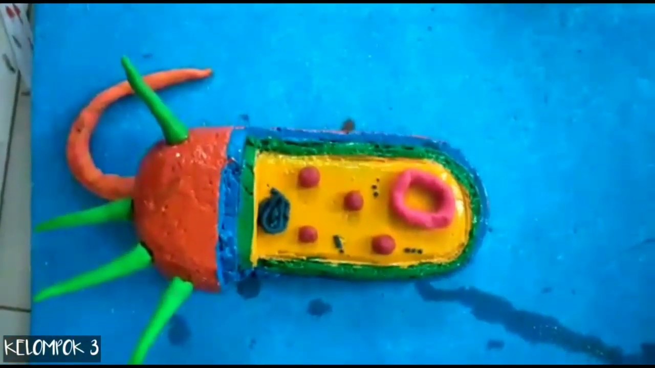  Cara  Membuat  Model  Sel Prokariotik dari Styrofoam YouTube