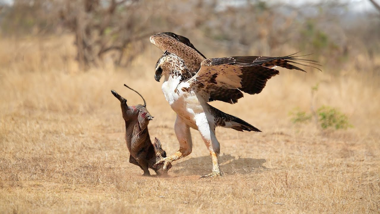 Eagle Attack Warthog In The Wild - YouTuƄe