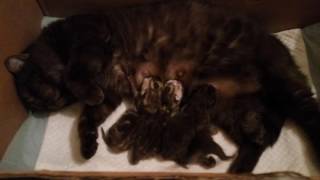 Новорожденные британские котята