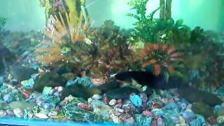 Sisemok Menari Dalam Air