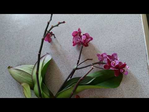 Videó: Hogyan Lehet Meghosszabbítani Az Orchidea Virágzását?