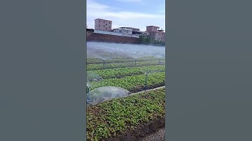 Béc tưới quay 360 độ phun mưa #nôngnghiệphay #nôngnghiệpsạch #bectuoiphunmua #phuntuoithongminh