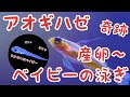 【貴重】アオギハゼの産卵〜生まれたて赤ちゃんの泳ぎまでをまとめたら可愛すぎた