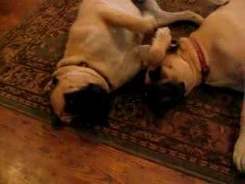 Mastiff Puppy Tail Wagging Belly-rub Beggars!!!