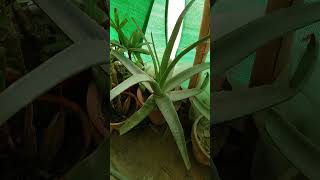 My Small Beautiful Home Garden Raining In My Backyard EP - 1403 shorts garden short shortvideo