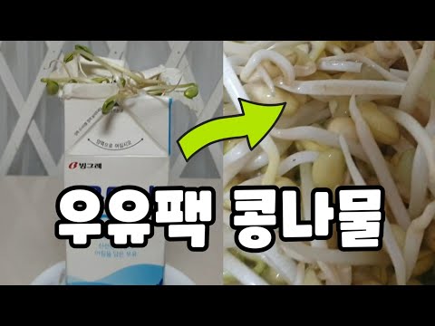 [콩나물 키우기 끝판왕] 우유팩에 콩나물을 키웠더니  통통하고 잔뿌리가 거의 없어요