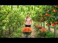 Solo Farming: Harvesting Giant Custard Apples, Ripe Persimmons & Fresh Gourds to Sell at the Market!