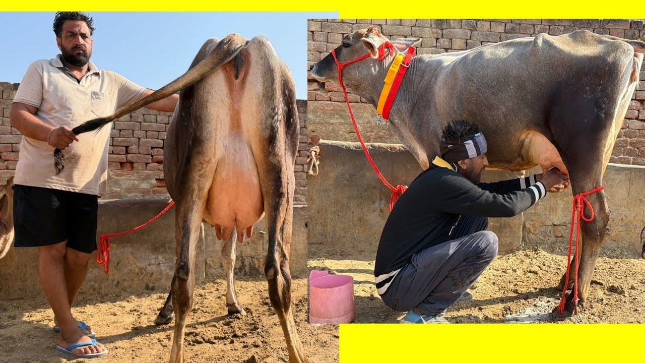 ਪਿੰਡ ਜਿਉਦ। ਇੱਕ ਤੋਕੜ ਗਾਂ ਤੇ ਤਾਜ਼ੀ ਸੂਈ ਗਾਂ ਵਿਕਾਉ 👌🔥ਘੱਟ ਰੇਟ 😱🔥Bawa dairy farm 