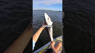 Catching Sharks Off My Kayak