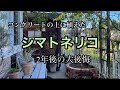 【コンクリートの上に植えたシマトネリコの根が大変!防草シート施工】今年最後のdiy /パーゴラ延長とミニ温室作り