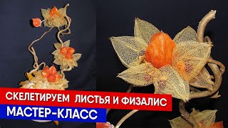 Скелетируем листья и физалис - мастер-класс