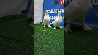 Bu takımda mezatta #güvercin #populerpigeon #pigeonlaver #pigeon #kabootar #kabutar