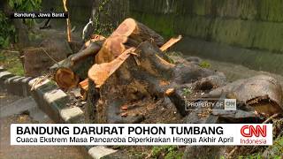 Bandung Darurat Pohon Tumbang