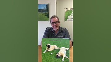 Artificial Grass FAQ - Your Top Questions About Synthetic Turf Answered | Turf Exchange #fakegrass