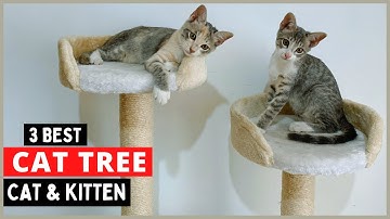Top 5 Cat Tree Condo in 2022 | Best Cat Tree Brands for Large Cats & Kittens | Cheap & Budget Review