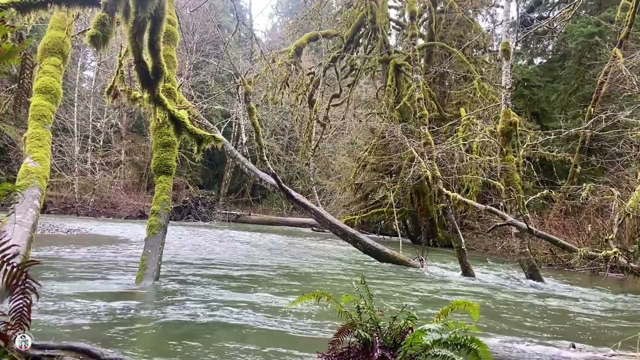 Vancouver Island's Magical Forest Meditation 🌲✨ The Science of Nature & Nervous System Healing 🧠
