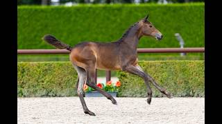 William, Colt by Grand Slam x Air Jordan, born: 1-6-2026