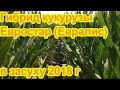 Евростар гибрид кукурузы ( Евралис Семанс ) в условиях засухи 2018 года. Французская кукуруза