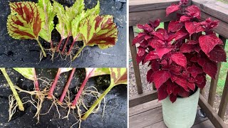 How To Get The Roots From Coleus Leaveseasy Propagation Method