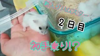 新入りハムスター ２日目にして初手乗り きなこちゃん もっち ゴールデンハムスタージャンガリアンハムスターかわいい癒し笑えるおもしろ Youtube