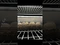 Eggs are cooking #reptiles #ballpython #ballpythonsnake #babies #ballpythonbreeding #animals