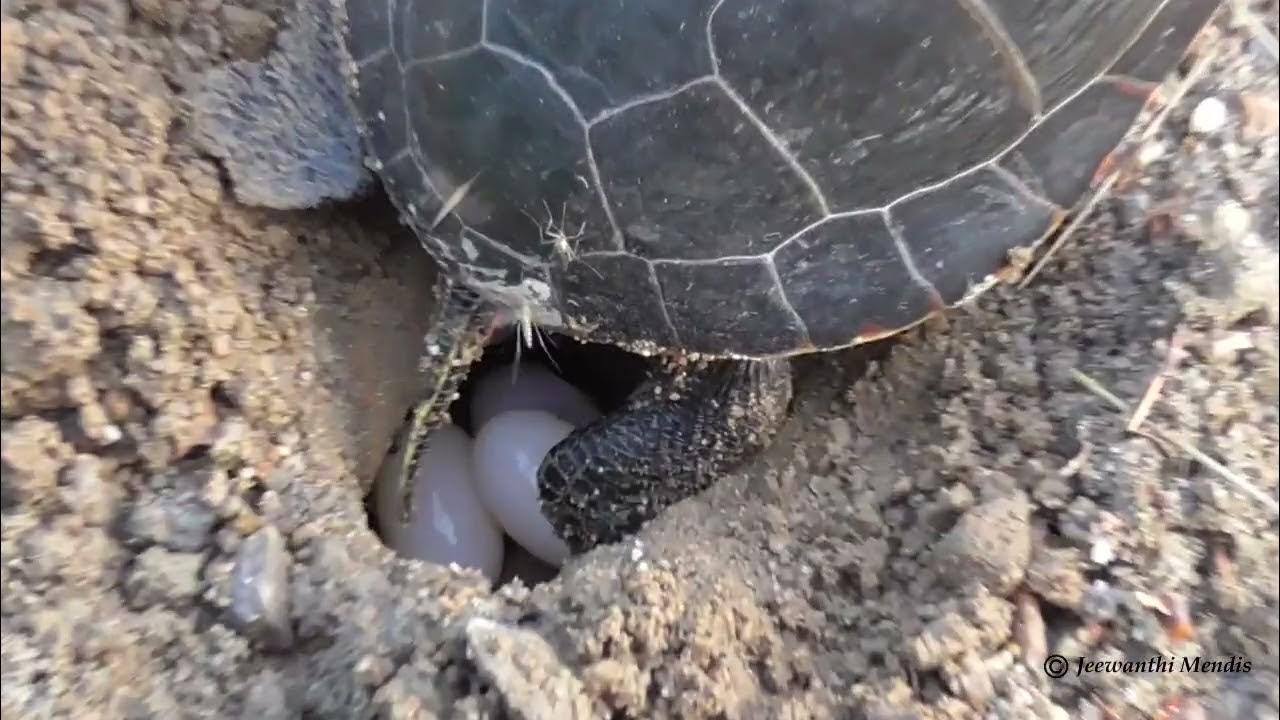 බිත්තර දමන කැනඩාවට දේශීය Painted Turtle ඉදිබුවා YouTube