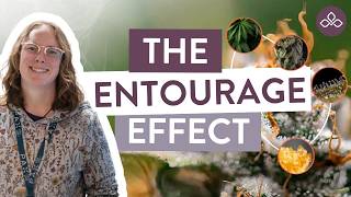 The Entourage Effect Explained: How Cannabis Compounds Work Together