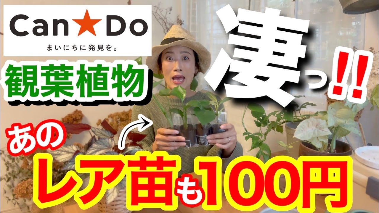 【100均キャンドゥーの観葉植物が凄すぎる✨】他の100均では今や見かけない大人気苗も100円でゲット😙/ 見つけたら即買い決定‼️4苗を購入/ 100均植物の植え替えポイントあり【ガーデニング】