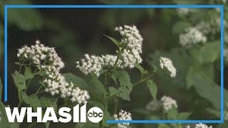 How warm weather may allow fall allergies to last longer