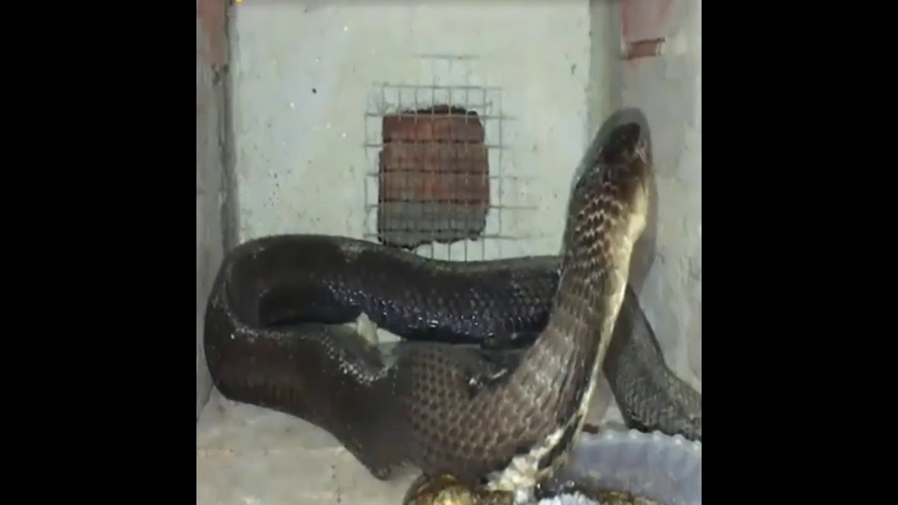 King cobra foods YouTube