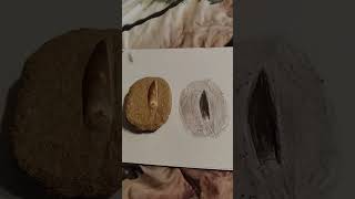 tryd to draw my plesiosaurus tooth