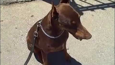 Working Doberman Dame. Master Christian Dog Training Atlanta