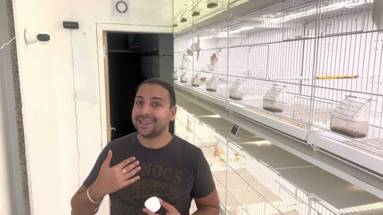 Vlog élevage de canaris et chardonneret, la gestion du régime hivernal et la purification naturelle