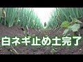 白ネギ止め土とサビ防除冬ネギ除草19/7/29＃748