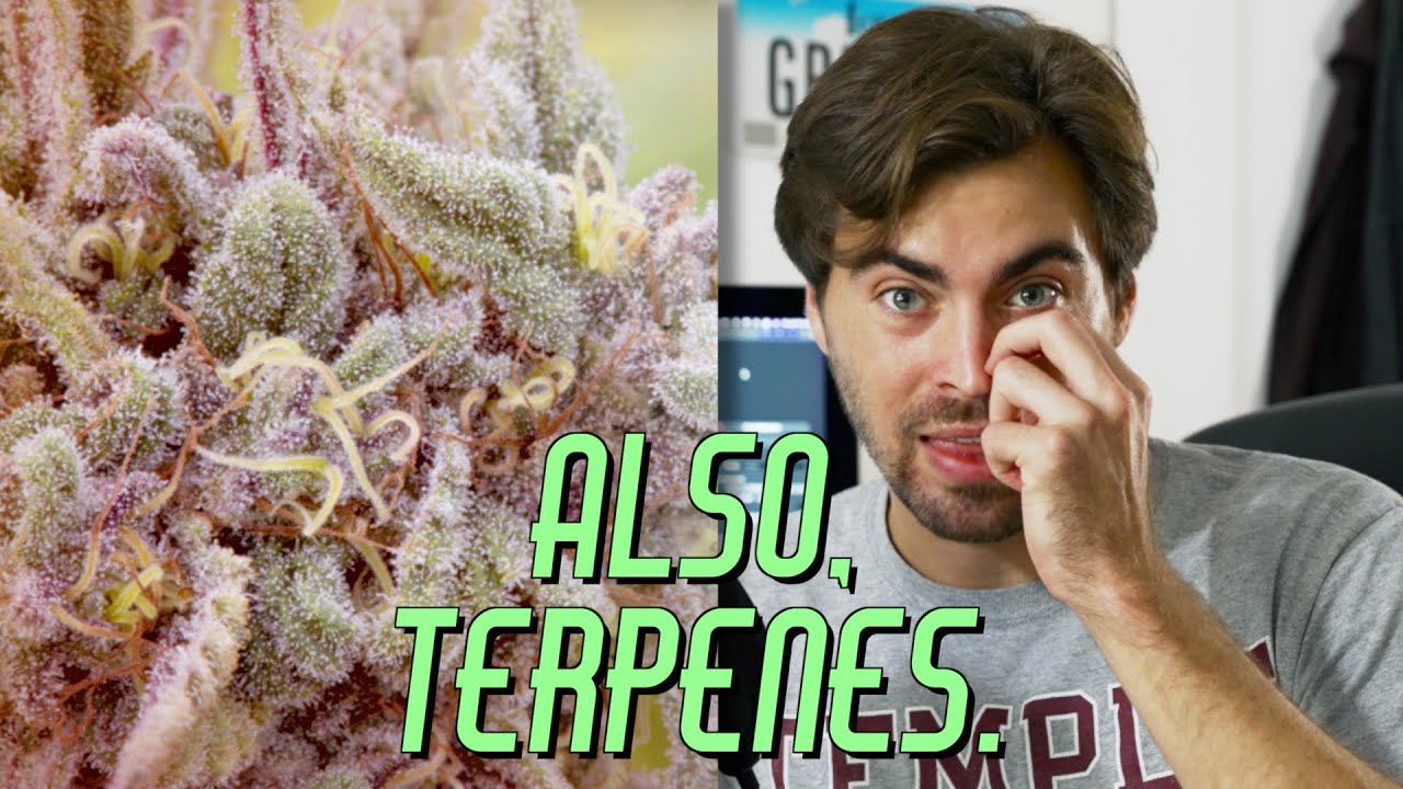 What is Illinois doing with their WEED MONEY? | It's 420 Somewhere