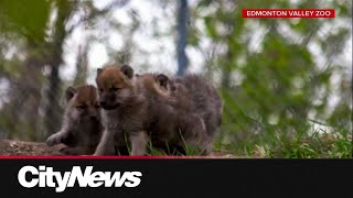 Edmonton Valley Zoo welcomes three Arctic wolf pups
