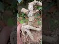 "bonsai repotting😊🪴", "bonsai styling" #BonsaiStyling #BonsaiCare #BonsaiLovers #Bonsai