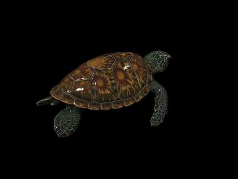 Stylized Sea Turtle - Decoration 3D Model | Game Asset Showcase