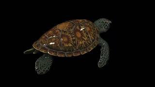 Stylized Sea Turtle - Decoration 3D Model | Game Asset Showcase