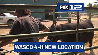 ‘Super happy’: Wasco County 4-H kids now showing livestock at Hood River Fairgrounds