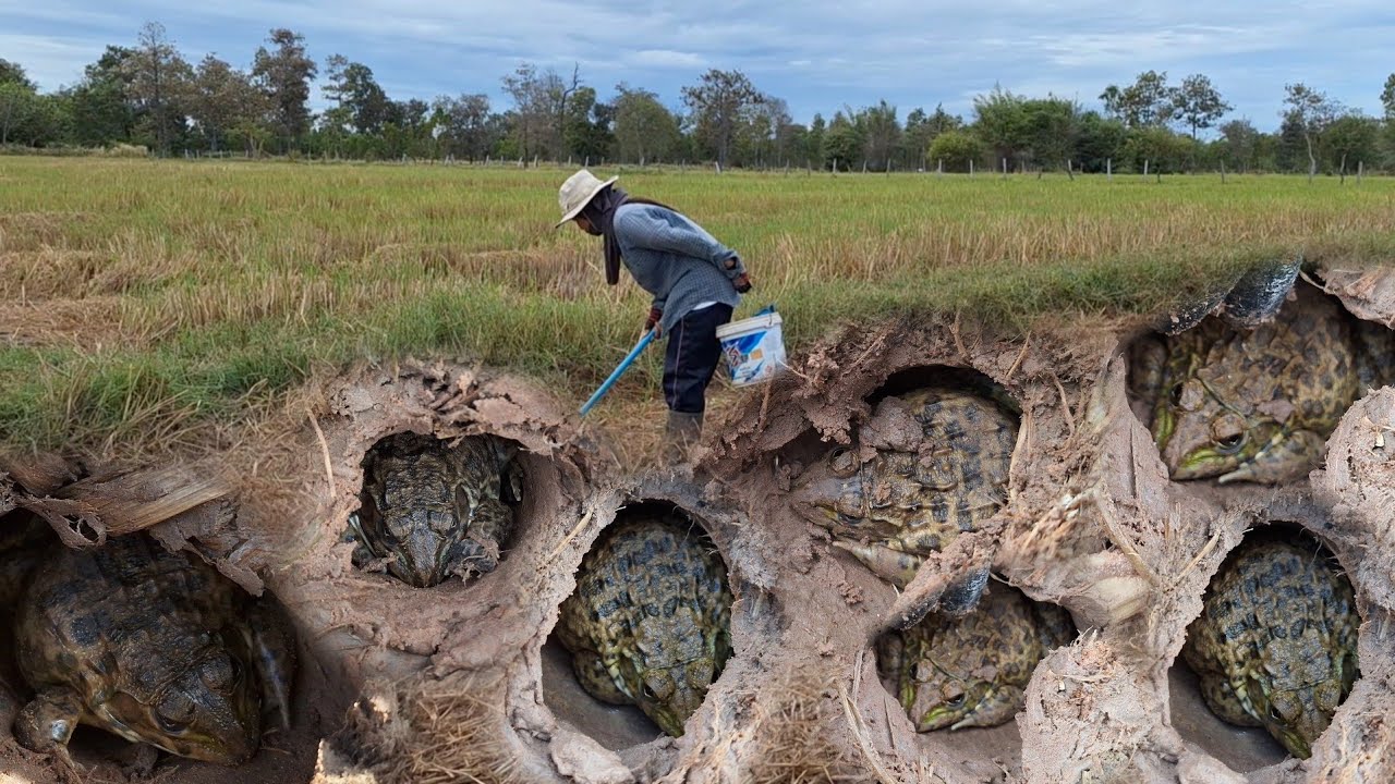 เลาะท่ง!!ป๊าด!!หมานสุดๆ กบเข้าไงล้วนๆมีแต่ตัวงามๆหมานๆ20ตัว