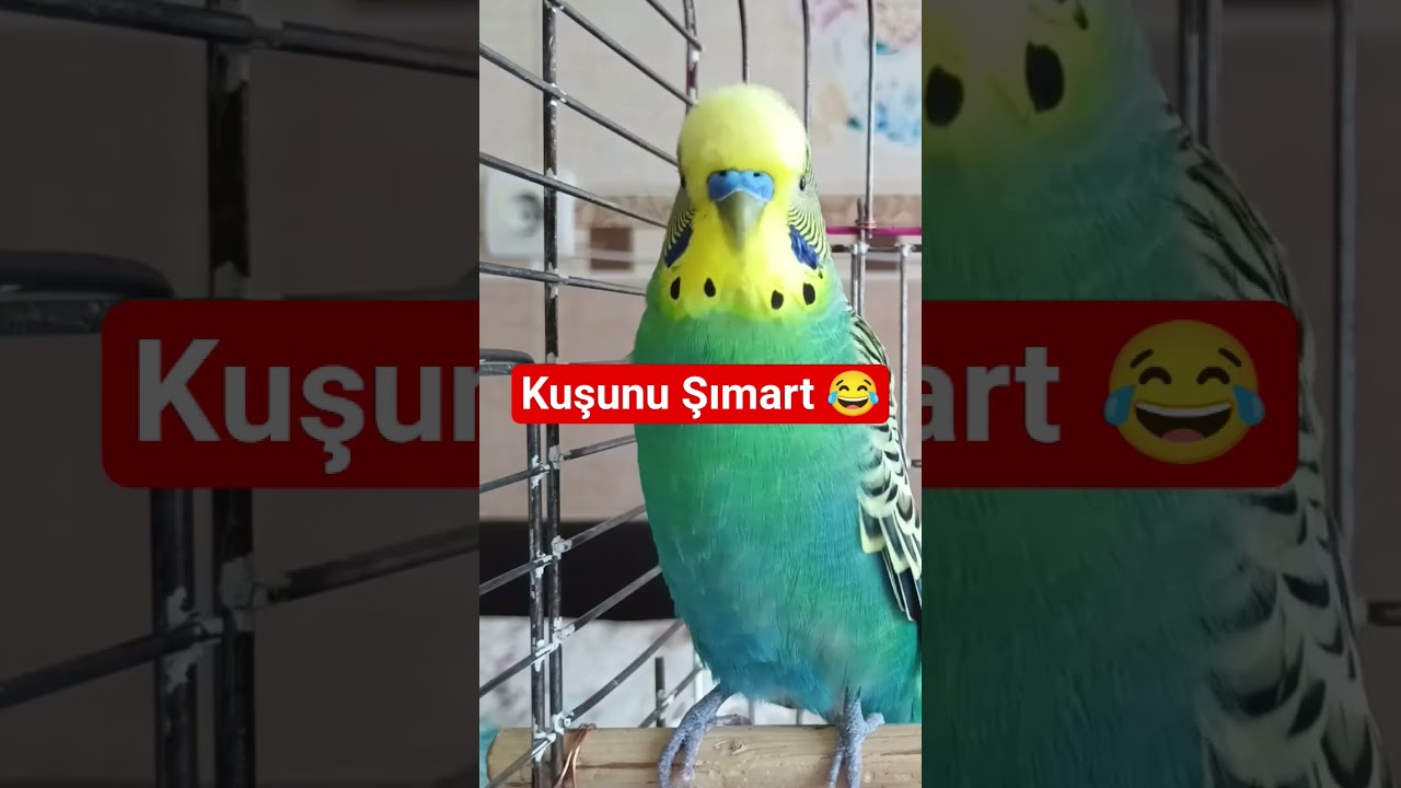 Kuşunu Şımart: Günlük Mutluluk ve Enerji Deposu #muhabbetkuşu #talkingparot #birdsong #budgies